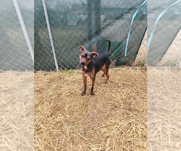 Medium Photo #2 Boston Huahua Puppy For Sale in Evansville, IN, USA