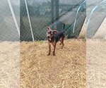 Small #1 Boston Huahua
