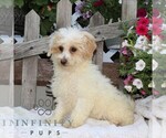 Small #1 Bichpoo