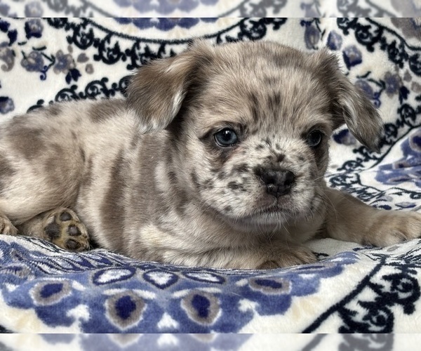 Medium Photo #3 French Bulldog Puppy For Sale in NEWTON, NJ, USA