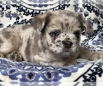 Small #2 French Bulldog