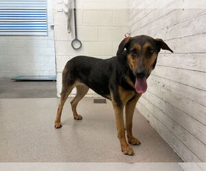 Doberman Pinscher Dogs for adoption in San Bernardino, CA, USA