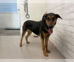 Small Doberman Pinscher