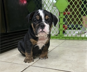 English Bulldog Puppy for sale in BRADENTON, FL, USA
