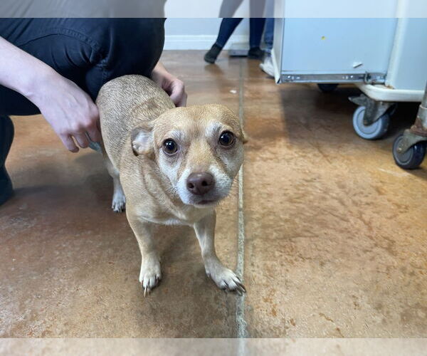 Medium Photo #1 Rat-Cha Puppy For Sale in Bolivar, MO, USA
