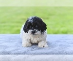 Small #2 ShihPoo