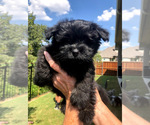 Small Photo #1 Ewokian Puppy For Sale in COLLEYVILLE, TX, USA