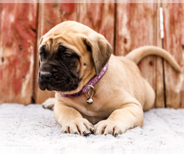 Medium Photo #37 Mastiff Puppy For Sale in WAKARUSA, IN, USA