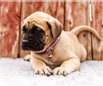 Small Photo #37 Mastiff Puppy For Sale in WAKARUSA, IN, USA