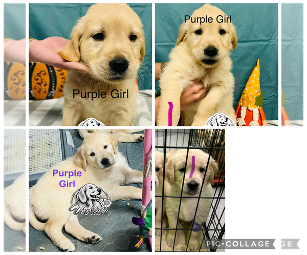 Medium Photo #2 Golden Retriever Puppy For Sale in BOILING SPGS, SC, USA