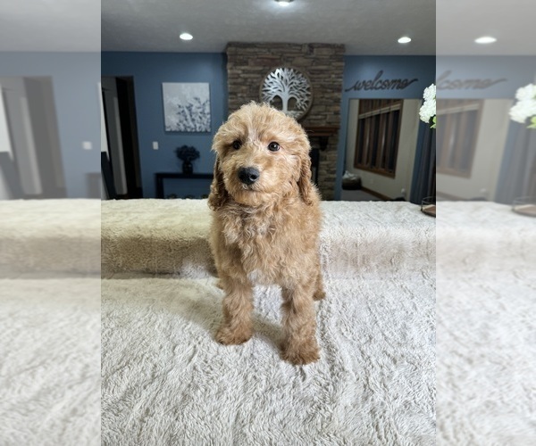 Medium Photo #1 Goldendoodle (Miniature) Puppy For Sale in GREENFIELD, IN, USA