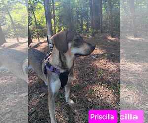 Priscilla - Female Mutt Dog for Adoption - Photo #3