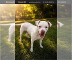 Small #1 Bull Terrier