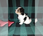 Small #9 Morkie