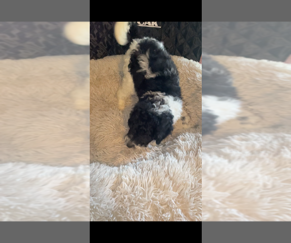 Medium Photo #12 Poodle (Standard) Puppy For Sale in COLUMBIA, SC, USA