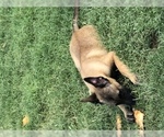 Small Photo #10 Belgian Malinois Puppy For Sale in HARKER HEIGHTS, TX, USA