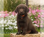 Image preview for Ad Listing. Nickname: Cocoa