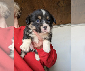 Welsh Cardigan Corgi Puppy for sale in KEENESBURG, CO, USA