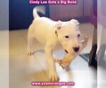 Small Photo #141 Dogo Argentino Puppy For Sale in PINEVILLE, MO, USA