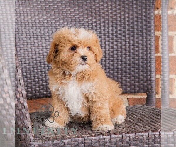 Medium Photo #3 Poodle (Toy)-Zuchon Mix Puppy For Sale in NEWVILLE, PA, USA