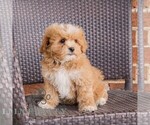 Small #2 Poodle (Toy)-Zuchon Mix