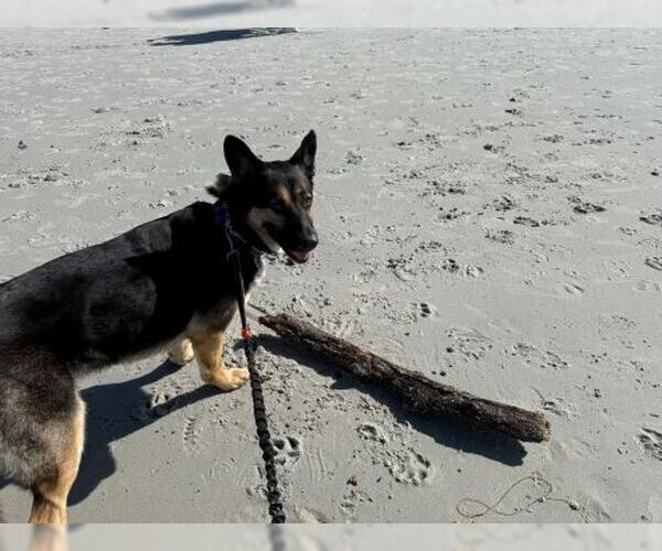 Medium Photo #4 German Shepherd Dog Puppy For Sale in Cupertino, CA, USA