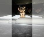 Small Photo #18 Yorkshire Terrier Puppy For Sale in BENSON, NC, USA