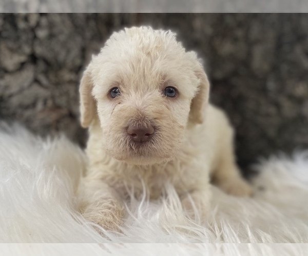 Medium Photo #3 Goldendoodle Puppy For Sale in CANON, GA, USA