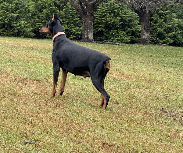 Medium Photo #1 Doberman Pinscher Puppy For Sale in HUNTSVILLE, AL, USA