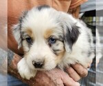 Puppy Puppy 5 Australian Shepherd