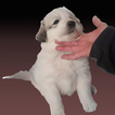 Small Photo #2 Great Pyrenees Puppy For Sale in ASH FORK, AZ, USA