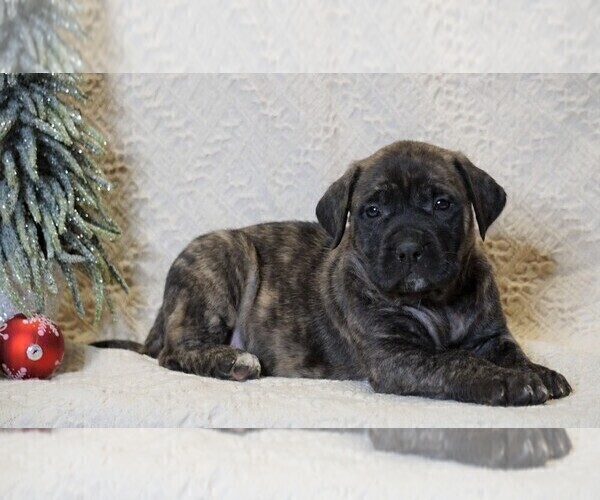 Medium Photo #3 Mastiff Puppy For Sale in FREDERICKSBG, OH, USA