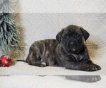 Small Photo #3 Mastiff Puppy For Sale in FREDERICKSBG, OH, USA