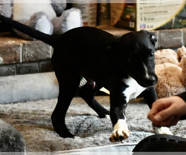 Medium Photo #5 Mutt Puppy For Sale in Mechanicsburg, PA, USA