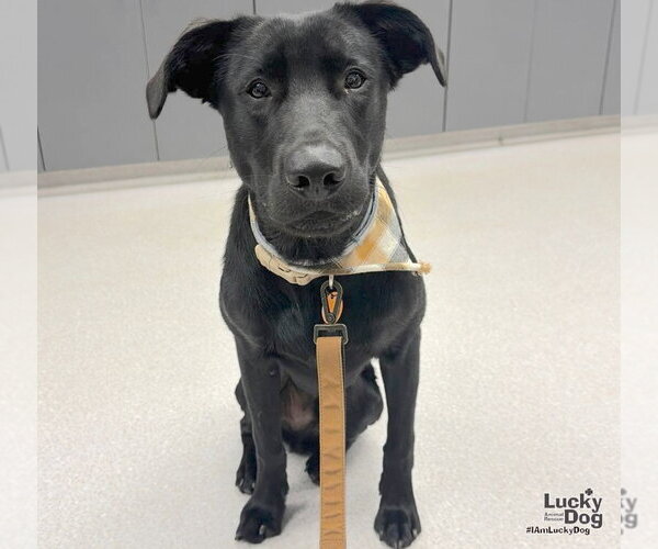 Medium Photo #2 Labrador Retriever-Unknown Mix Puppy For Sale in Washington, DC, USA