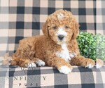 Image preview for Ad Listing. Nickname: Ginger