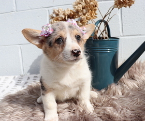 Anatolian Shepherd-Pembroke Welsh Corgi Mix Puppy for sale in HONEY BROOK, PA, USA