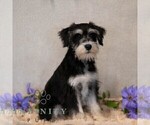 Small #1 Schnauzer (Miniature)