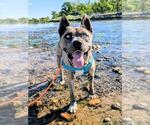 Small Catahoula Leopard Dog-Siberian Husky Mix
