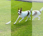 Small #4 American Pit Bull Terrier Mix