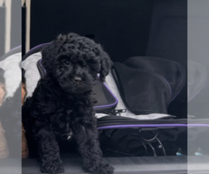 Poodle (Toy) Puppy for Sale in WOLCOTT, Connecticut USA
