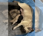 Small #2 French Bulldog