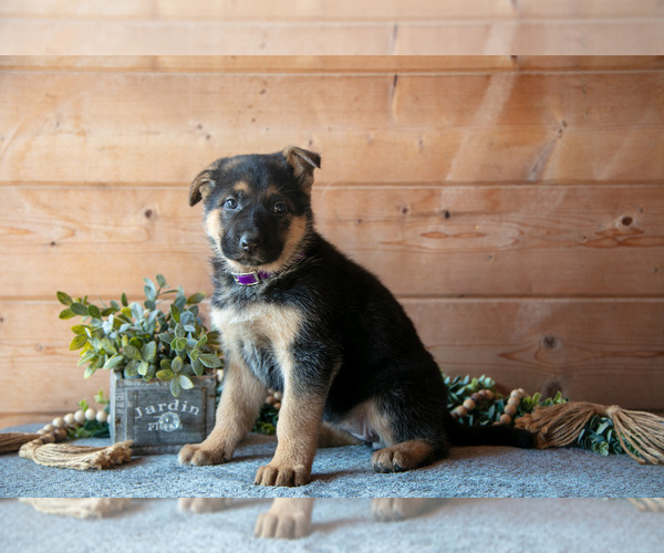 Medium Photo #3 German Shepherd Dog Puppy For Sale in GORDONVILLE, PA, USA