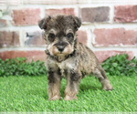Small #8 Schnauzer (Miniature)