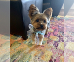 Small Photo #12 Yorkshire Terrier Puppy For Sale in FORT WORTH, TX, USA