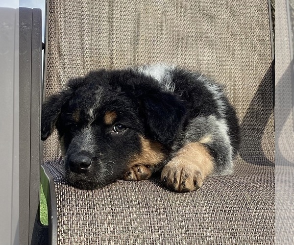 Medium Photo #3 Australian Cattle Dog-Border Collie Mix Puppy For Sale in RICHMOND, MI, USA