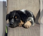 Small #2 Australian Cattle Dog-Border Collie Mix