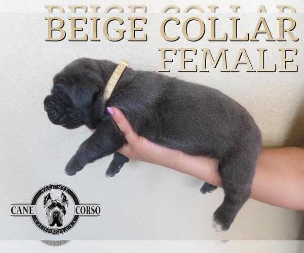 Medium Photo #2 Cane Corso Puppy For Sale in APPLE VALLEY, CA, USA