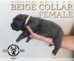 Small #1 Cane Corso