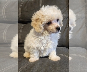 Poodle (Toy) Puppy for Sale in WINSTON SALEM, North Carolina USA